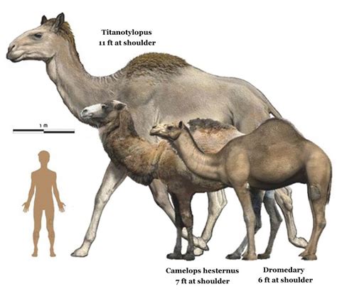 Contrary to myth, it does not store water camels prefer dry deserts and arid lands to inhabit. The family Camelidae (camels and llamas) originated in ...