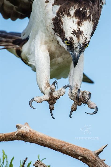 Talons Osprey Birds Of Prey Animals Wild Pet Birds