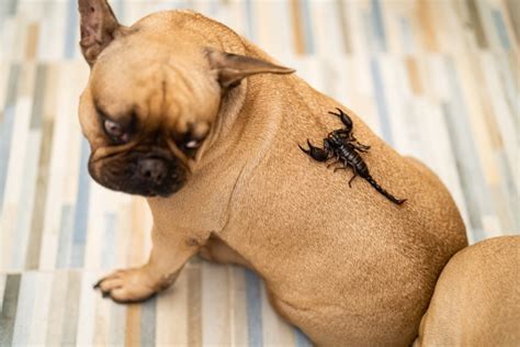 What If A Dog Eats A Scorpion