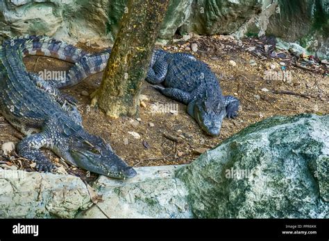 The Siamese Crocodile In A Pond In A Forest Model Stock Photo Alamy