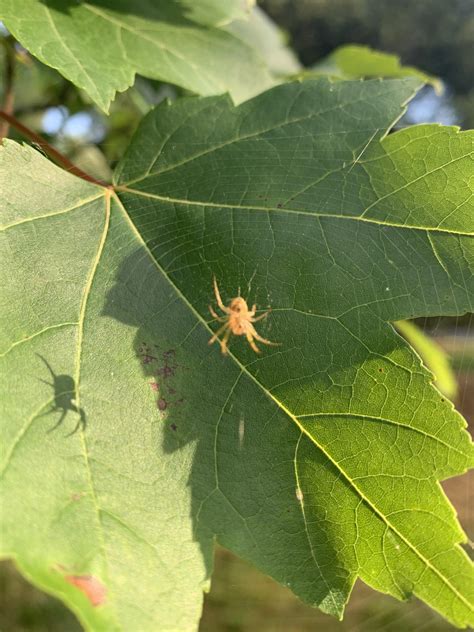Small Orb Weaver I Think Found In Kentucky Usa Does Anyone Know Of