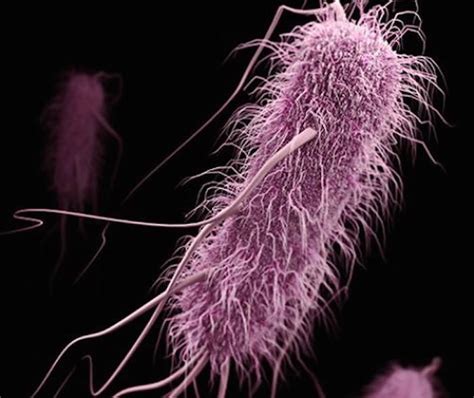 Common Bacteria On Verge Of Becoming Antibiotic Resistant Superbugs