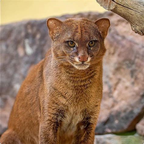 Small Wild Cats Big Cats Cats And Kittens Fossa Felidae Domestic