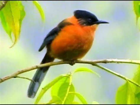 This article provides a list of some of these baby animal names. Rufous Sibia - 2