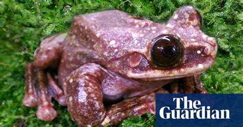 Frog Goes Extinct Media Yawns Endangered Species The Guardian