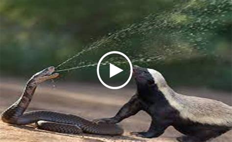 Crazy Guy Honey Badger Has A Hobby Of Eating Super Poisonous Snakes