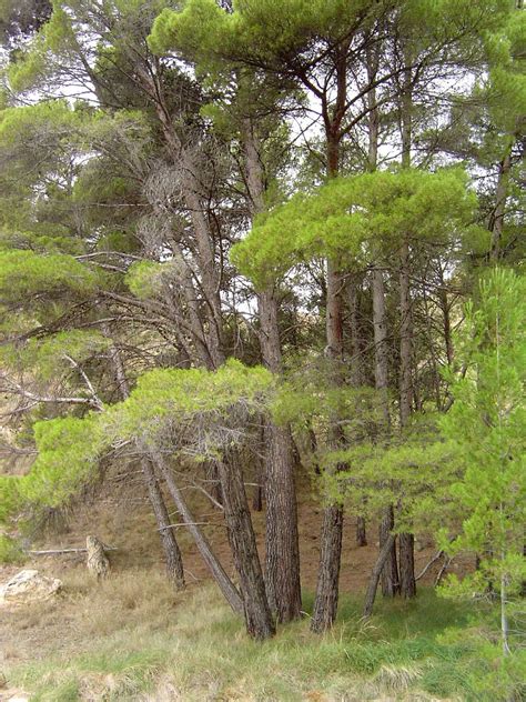 Vernacular names edit wikidata 'pinus halepensis'. Mad Hatter: PINOS CARRASCOS AUTÓCTONOS