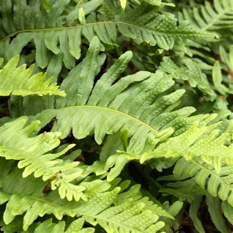 Polypodium Vulgare Plants For Sale Free Uk Delivery Plants For