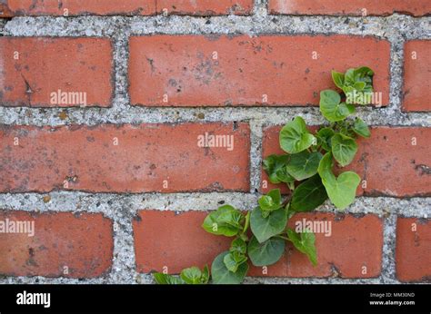 Ivy Covered Red Brick House Hi Res Stock Photography And Images Alamy