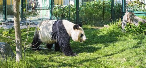 Giant Panda Bear Walking On The Grass Stock Image Image Of Bamboo