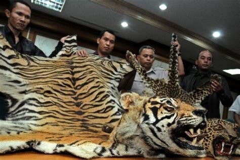 Kulit Harimau Sumatra Banyak Diperdagangkan Republika Online