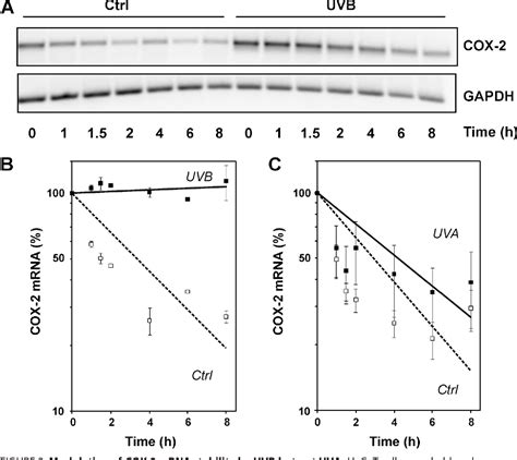 Figure From Role Of Hur And P Mapk In Ultraviolet B Induced Post