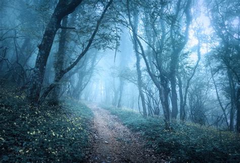 Laeacco Mysterious Hazy Forest Flowers Pathway Landscape Photography
