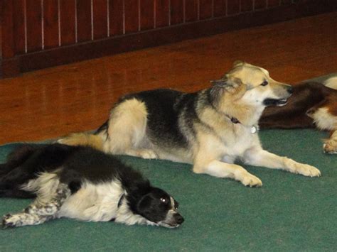 Pay a visit to hybridxfitness. Competition Classes | Wolverhampton Dog Training Society