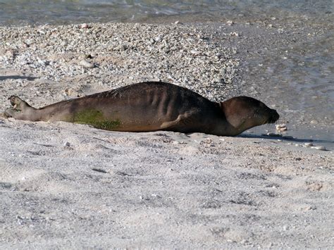 Help Recover Monk Seal Populations Noaa Fisheries