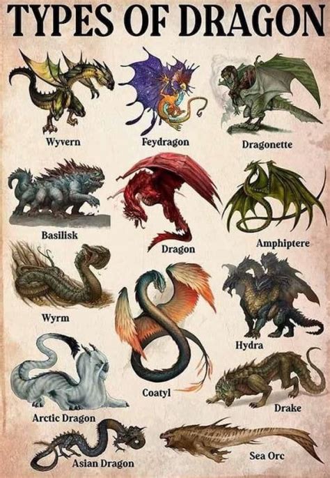 Different Types Of Dragons R Coolguides