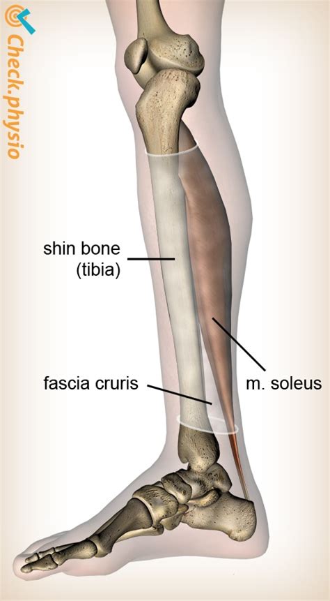Medial Lower Leg Anatomy