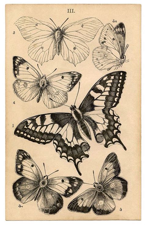 1279 Best Botanical Images On Pinterest Botanical Illustration