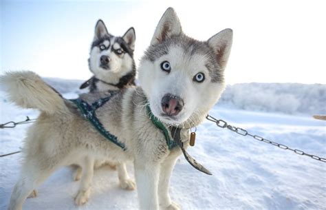 The First Sled Dogs Appear In The Arctic 9500 Years Ago