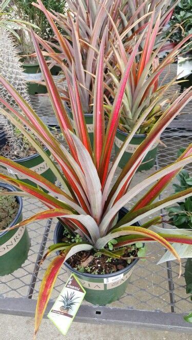 Red Spineless Pineapple Pineapple Red Growing