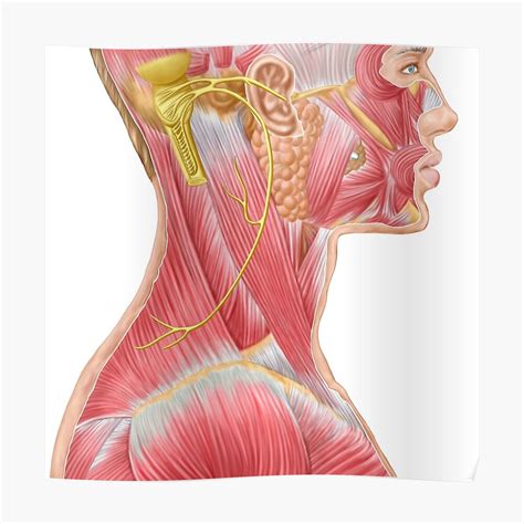 Collection Pictures Pictures Of Muscles In The Neck Updated