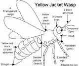 Wasp Anatomy Images
