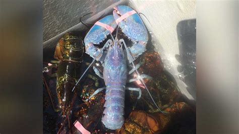 1 In 100 Million Rare Cotton Candy Lobster Caught Off Maine Coast
