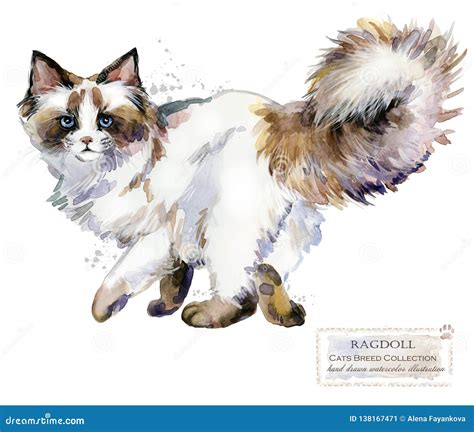 Ragdoll Cat Watercolor Home Pet Illustration Cats Breeds Series