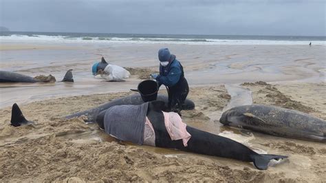 Scotland 55 Whales Dead After Mass Stranding On Beach With People Told To Avoid Area Itv News