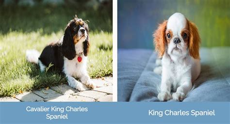 What Is The Difference Between A King Charles Spaniel And A Cavalier