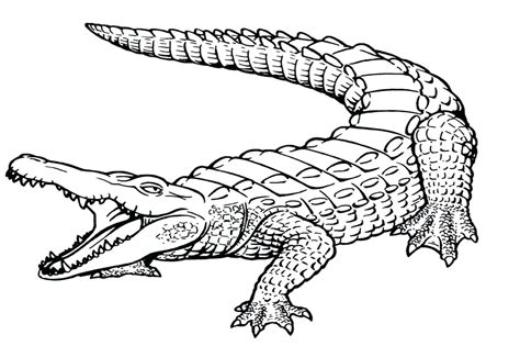 American Alligator Drawing At Getdrawings Free Download