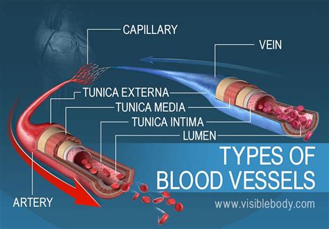 Types Of Blood Vessels Vrogue