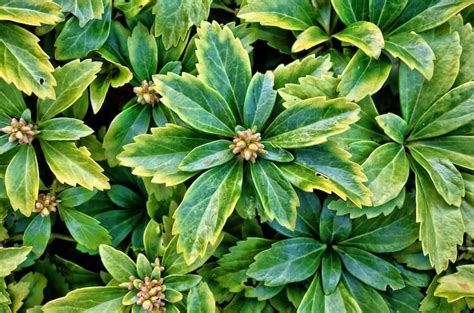 15 Fast Growing Ground Covers For Slopes In