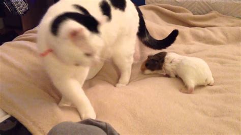 Cat And Guinea Pigs Can Live Together YouTube
