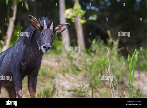 Mainland Serow A Goat Like Mammal Of Genus Capricornis Stock Photo Alamy