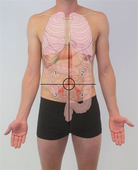 Maybe you would like to learn more about one of these? Bone Structure On Yhe Left Lower Abdomen : Plain Abdominal ...
