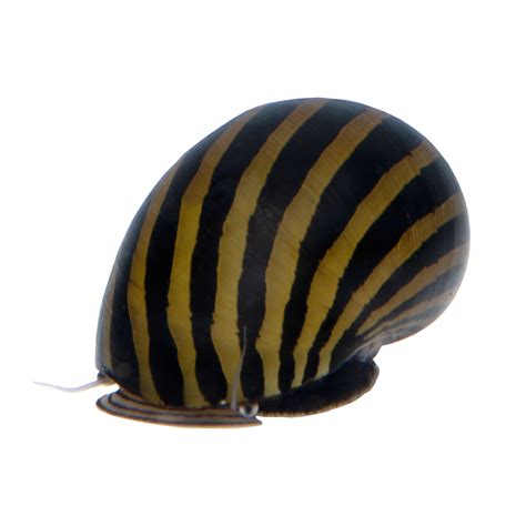 Zebra Nerite Snail For Sale 6 Pack Petco