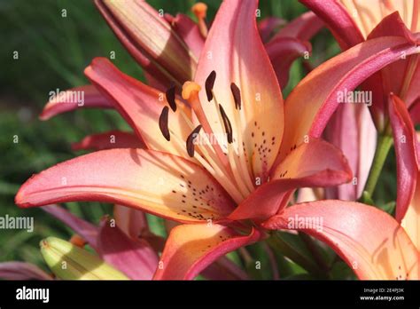 Tiger Lily Closeup Stock Photo Alamy