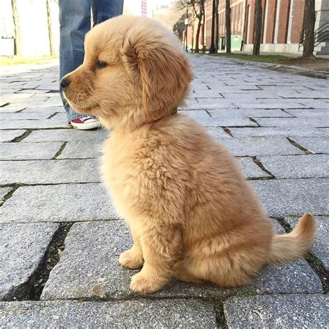 We've compiled the top 12 best options to suit. perfect side profile 😋 #dogs #animal in 2020 | Retriever ...
