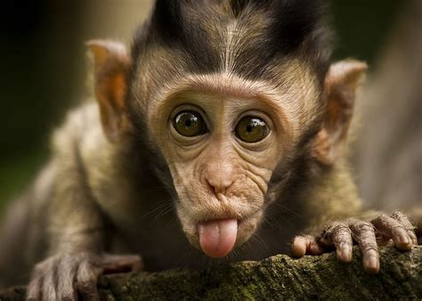 Pics Funny Monkey Funny Monkey Funny For Your Mobile And Tablet