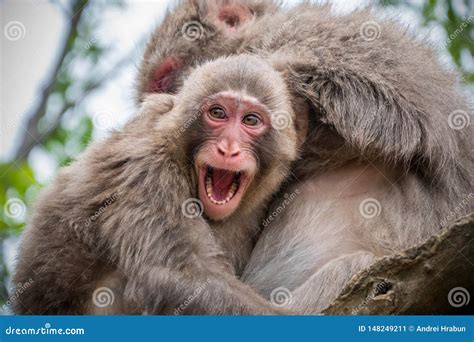 Baby Monkey Sitting On The Tree Hugging Mother And Smiling Stock Image
