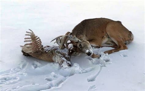A Snowmobile Driver On The Red River Discovered A Deer Locked Head To Head With A Dead Opponent