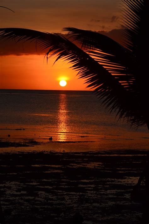 Tropical palmy sunset | Beach scenery, Beautiful sunset, Fantasy landscape