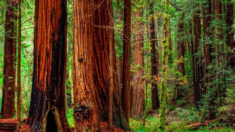 Redwood Forest Wallpaper Widescreen