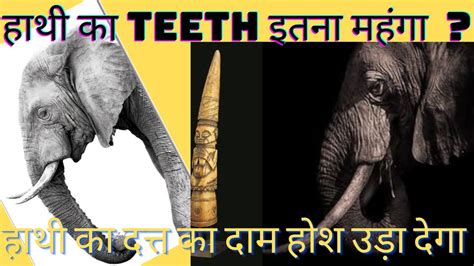 Elephant teeth uses in hindi||elephant teeth price||elephant teeth