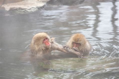 Snow Monkeys In Hot Tubs Bucket List Japan