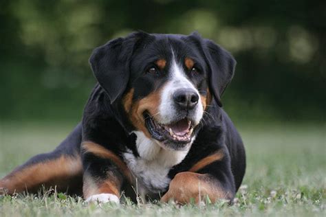 How Much Is A Swiss Mountain Dog