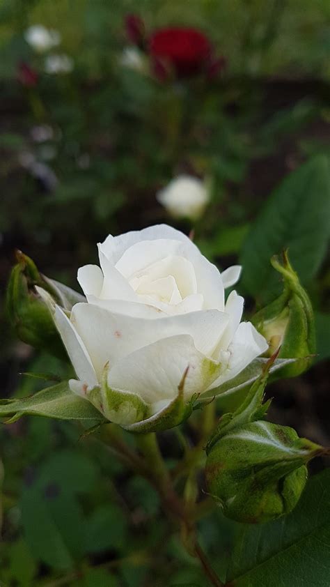 Hd Wallpapers Of Flowers Of White Rose