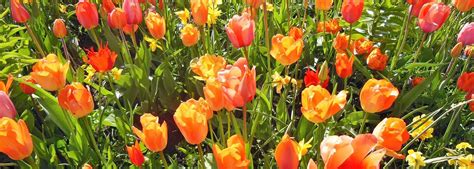 10 Things Foreigners Should Know About the Netherlands