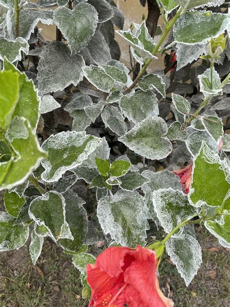 White Residue On Hibiscus Leaves Gardening And Landscaping Stack Exchange